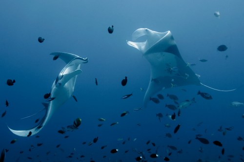 Mantas dancing in Raja Ampat, Indonesia (photo by John B. Weller).